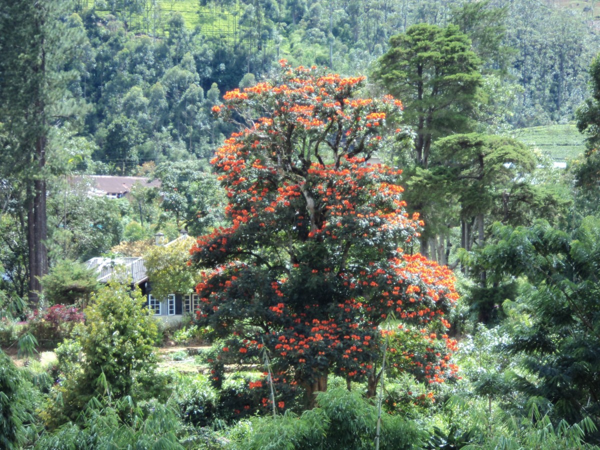 Spathodea campanulata P.Beauv.